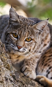 Bobcat