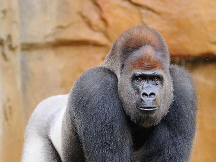 Gorilla