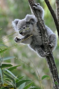 Koala 